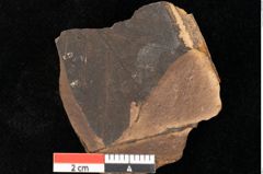 Foto (Detailsansicht) von Fagus feroniae Unger (NHMW-GEO-2024-0188-0987)